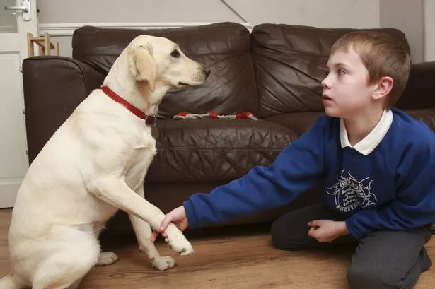 Boy's best friend: Can you help autistic schoolboy raise cash to train his furry helper?