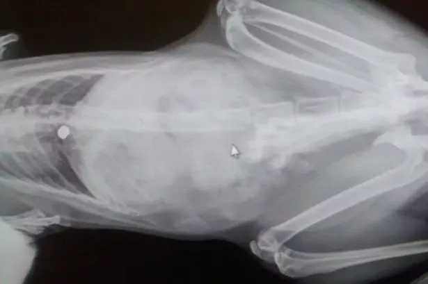 Georgie the cat escaped death by millimetres after she was shot with an airgun