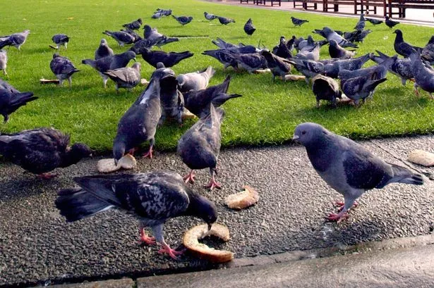 Calderdale Council say 'don't feed the pigeons!'