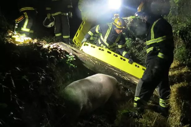 Saving his bacon! Rescuers pull 15 stone pig from Skelmanthorpe stream after he gets stuck