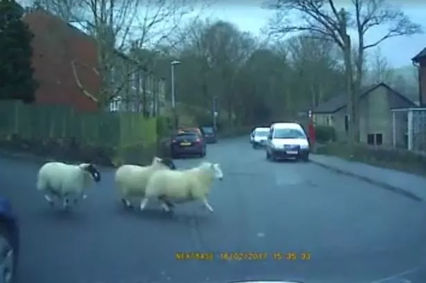 WATCH: Baaa-rmy moment flock of sheep run in front of car in Marsden and escape unscathed